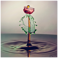 Premium Matte Paper Poster - Water Flower